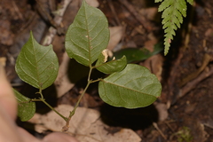Archidendron grandiflorum