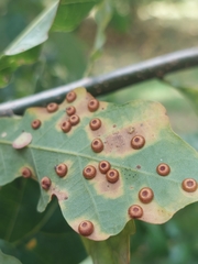 Neuroterus numismalis