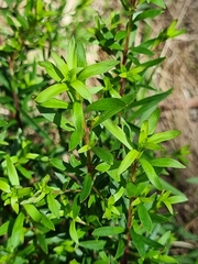 Platysace lanceolata