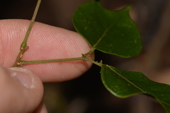 Archidendron grandiflorum