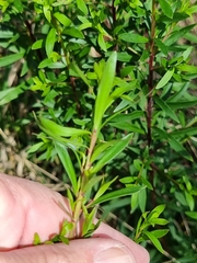Platysace lanceolata