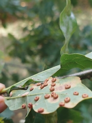 Neuroterus numismalis