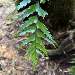 Asplenium polyodon