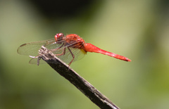 Crocothemis servilia