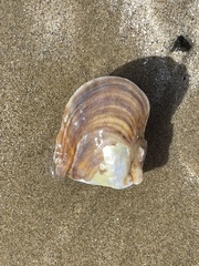 Pterioidea