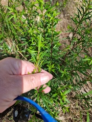Platysace lanceolata