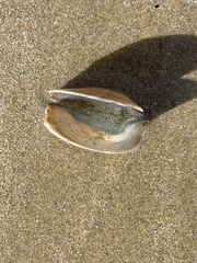 Pterioidea
