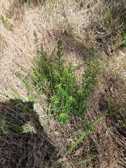 Platysace lanceolata