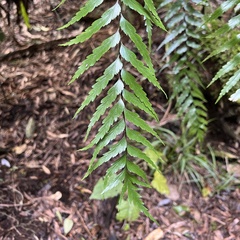 Asplenium polyodon