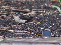Petrochelidon nigricans
