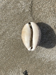 Lyncina vitellus