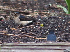 Petrochelidon nigricans