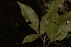 Acronychia pubescens