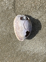 Lyncina vitellus