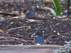 Petrochelidon nigricans
