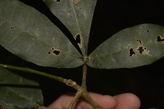 Acronychia pubescens