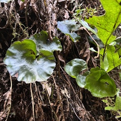 Hymenophyllum nephrophyllum