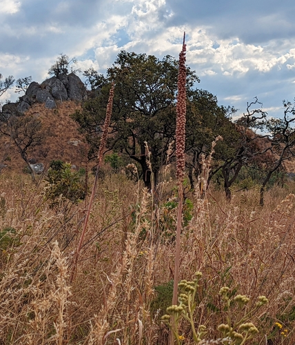 Kniphofia reynoldsii image