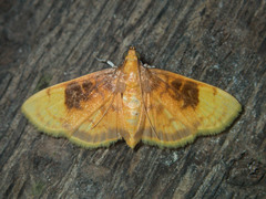Eusabena