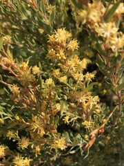 Leucadendron rubrum