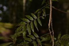 Arthropteris tenella