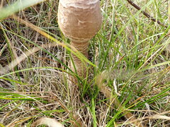 Macrolepiota