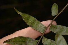 Arthropteris tenella