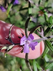 Westringia eremicola