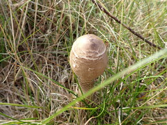 Macrolepiota