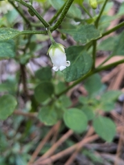 Salpichroa origanifolia