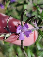 Westringia eremicola