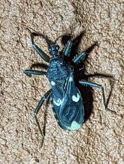 Reduviidae