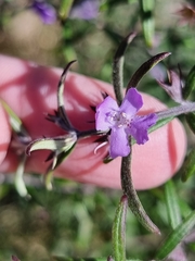Westringia eremicola