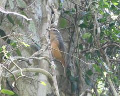 Colluricincla boweri