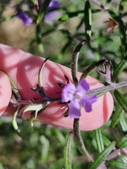 Westringia eremicola