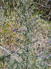 Westringia eremicola