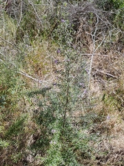 Westringia eremicola