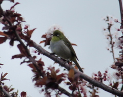 Zosterops lateralis chloronotus
