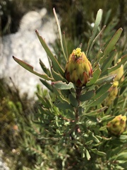 Leucadendron rubrum