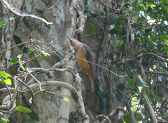 Colluricincla boweri