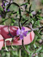 Westringia eremicola