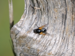 Mesembrina meridiana