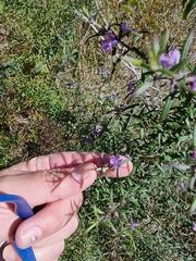 Westringia eremicola