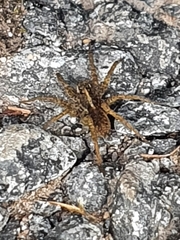 Trochosa terricola