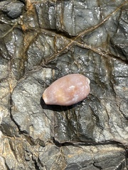 Purpuradusta gracilis