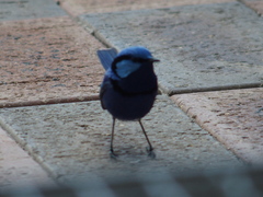 Malurus splendens splendens