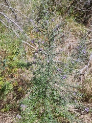 Westringia eremicola