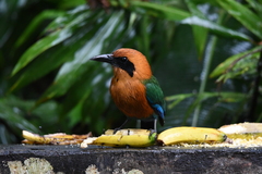 Baryphthengus martii