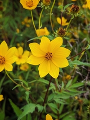 Bidens trichosperma