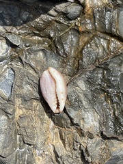 Purpuradusta gracilis